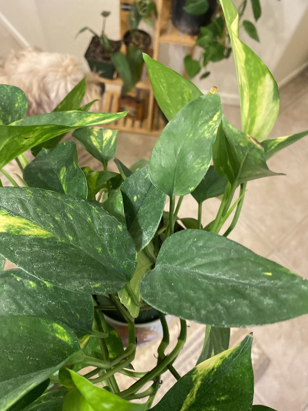 Customer photo review of Pothos Epipremnum aureum 'Golden'