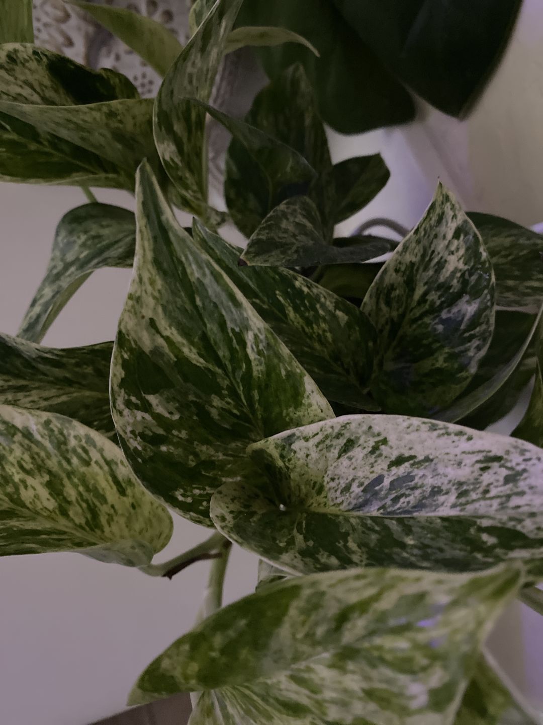 Customer photo review of Pothos Epipremnum aureum 'Marble Queen'