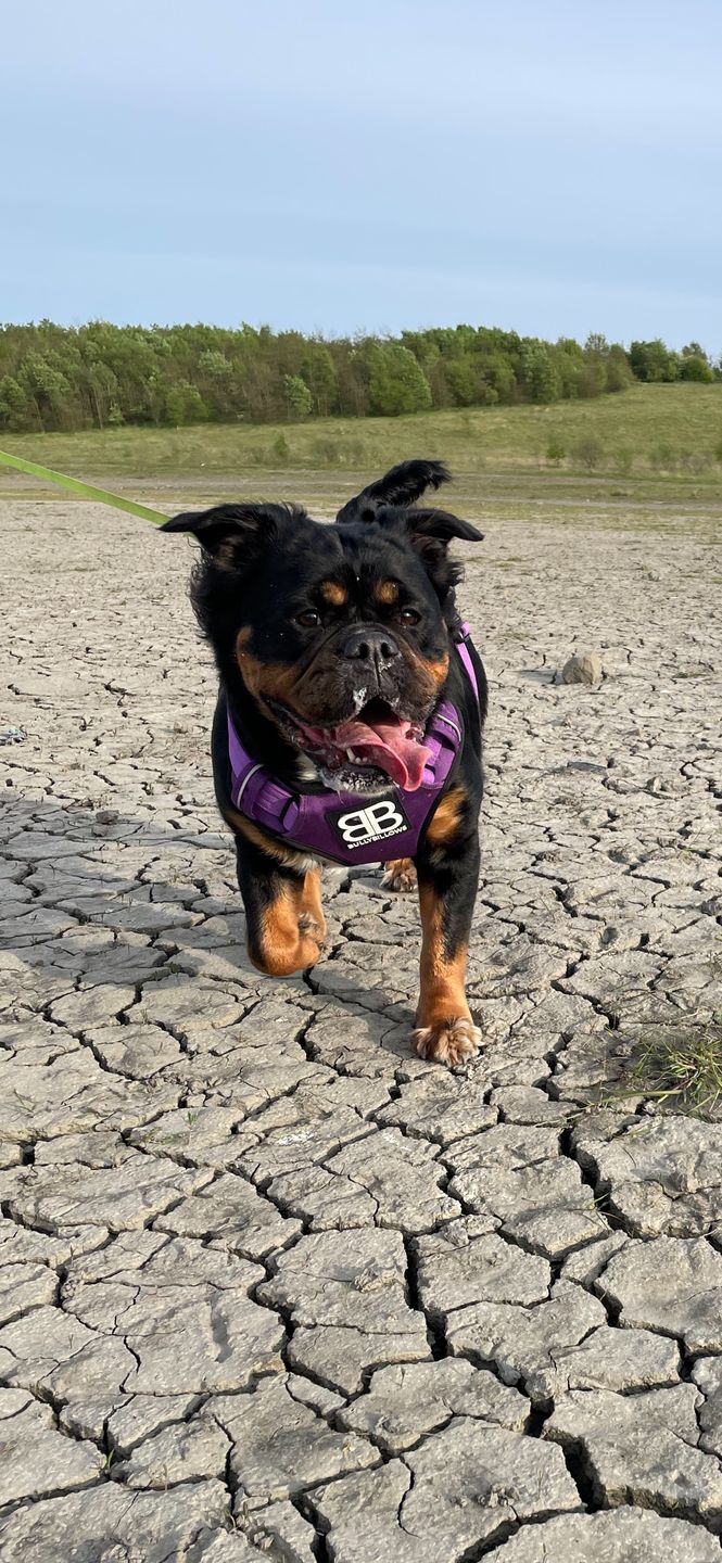 Customer photo review of Premium Comfort Harness | Non Restrictive & Adjustable - Purple