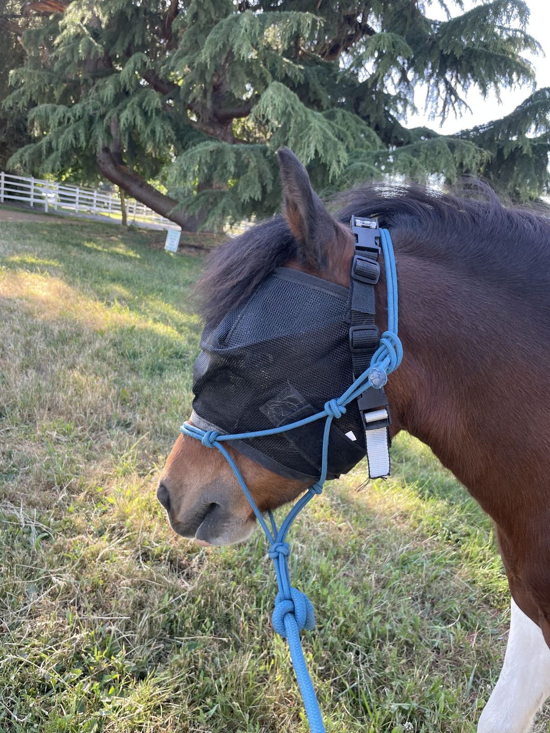 Customer photo review of BUNDLE - EquiVizor Clip and Fasteners