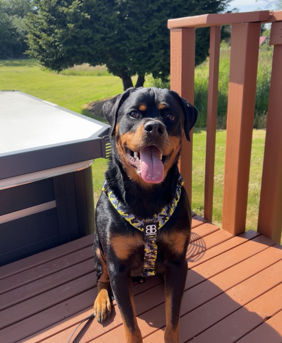 Customer photo review of TRI-Harness® | Anti-Pull, Adjustable & Durable - Dog Trainers Choice -  CAMO Lightning v2.0