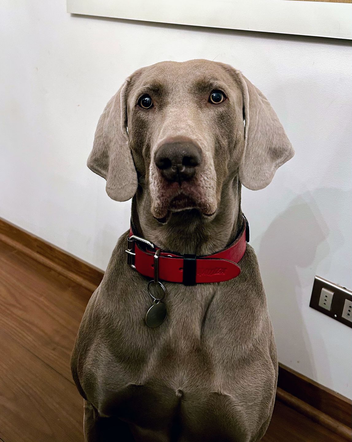 Customer photo review of Collar Duke Rojo/Negro