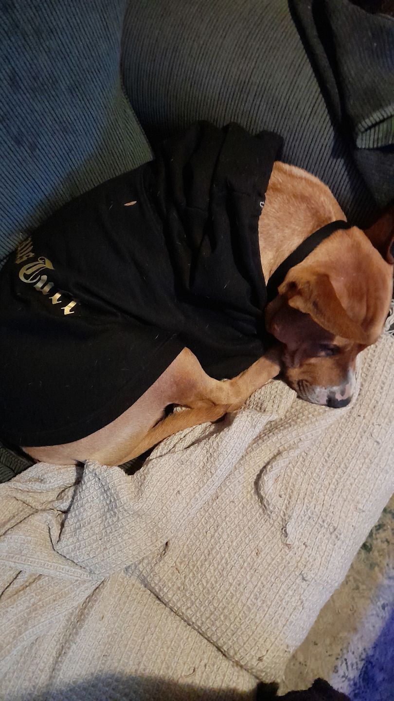 Customer photo review of Gangsta Yapper Dog Hoodie - Personalised