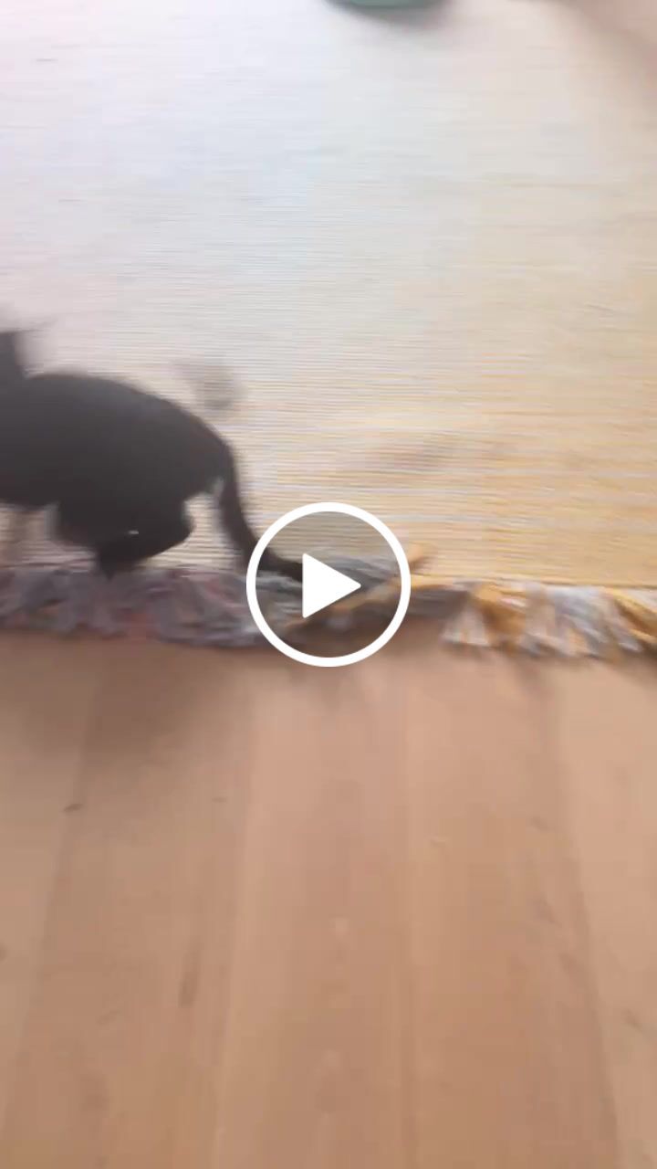 Customer video review of Mini Rabbit Feet