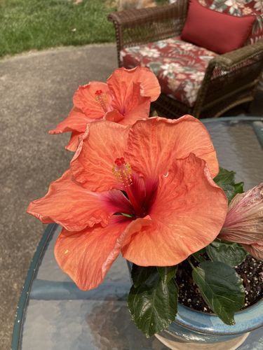 Blooming hibiscus