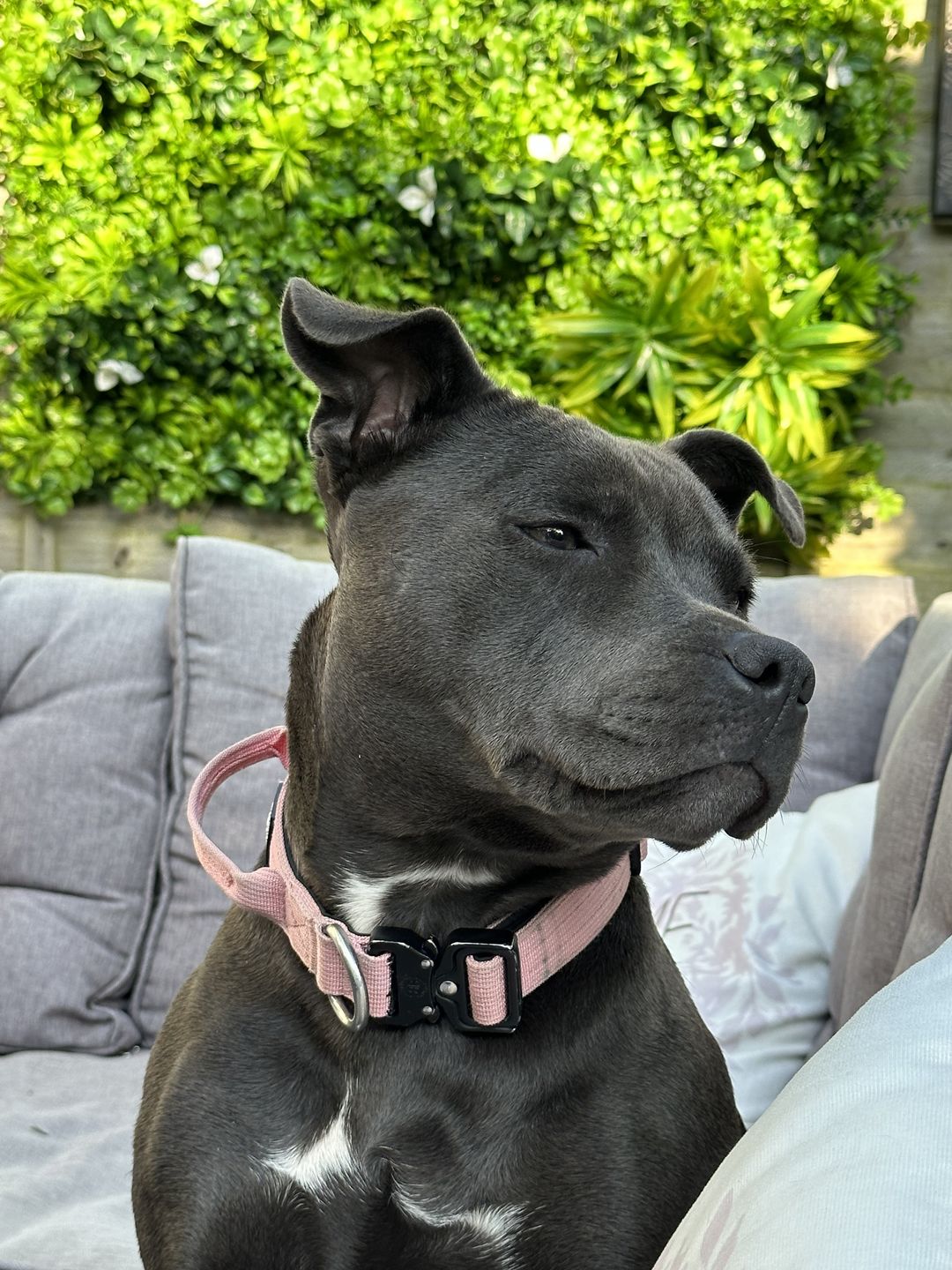 Customer photo review of 2.5cm Combat® Collar | With Handle & Rated Clip - Pink v2.0