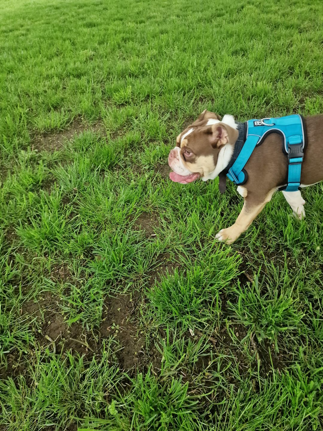 Customer photo review of Premium Comfort Harness | Non Restrictive & Adjustable - Light Blue