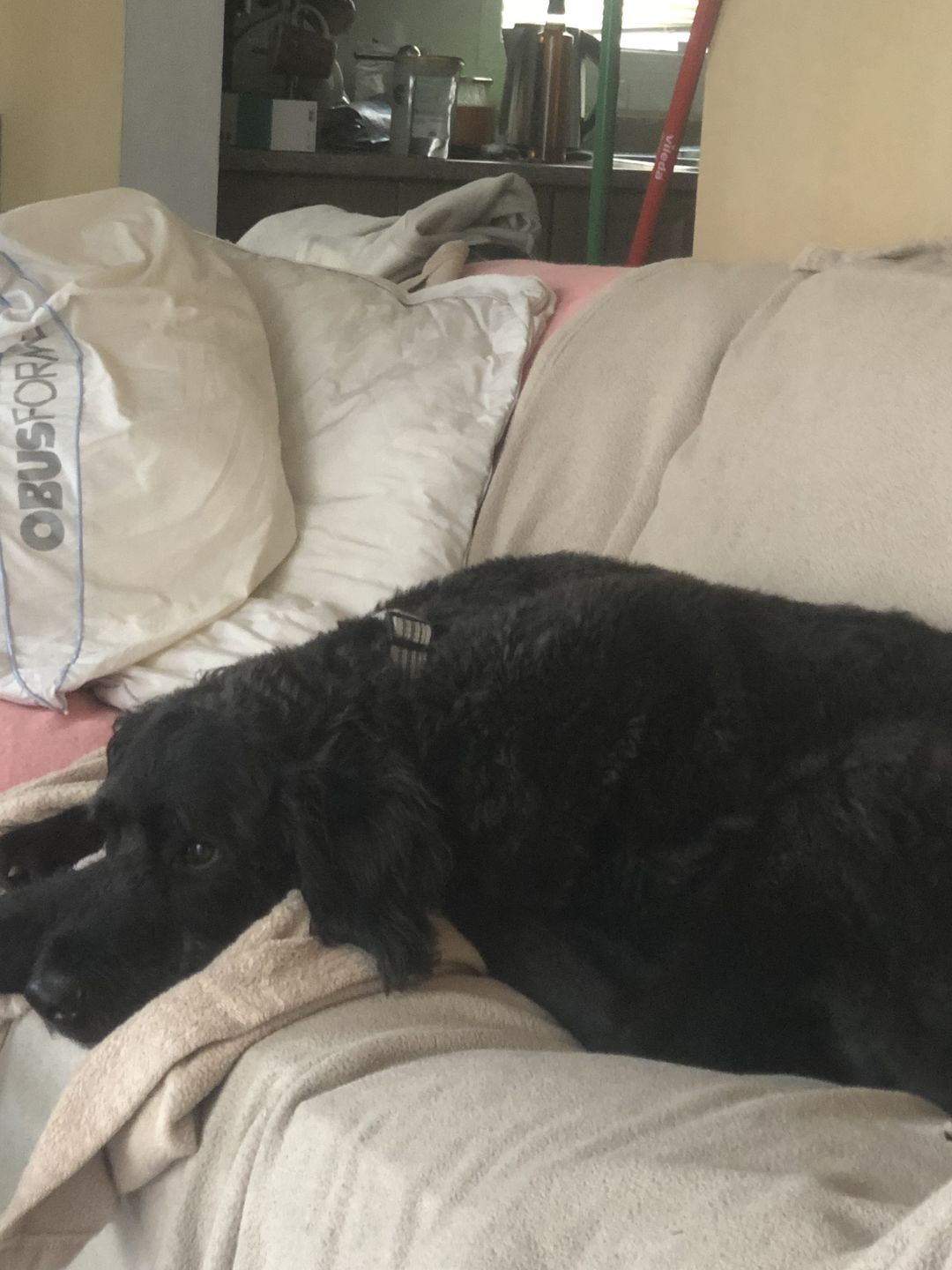 Customer photo review of Dry food - Sustainable Fish