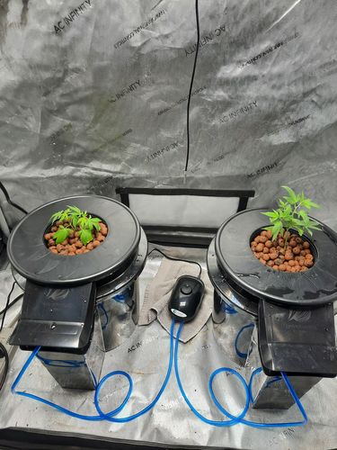 Customer photo review of Hydrobucket DWC 2 Plant Kit