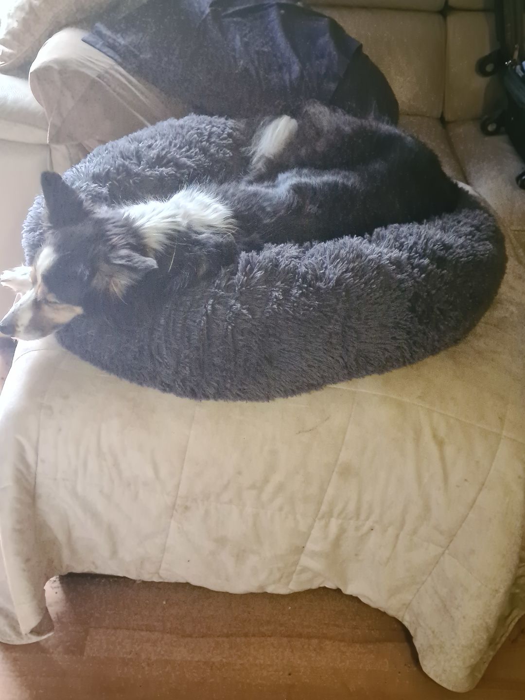 Customer photo review of Pawz Non-Removable Calming Pet Bed
