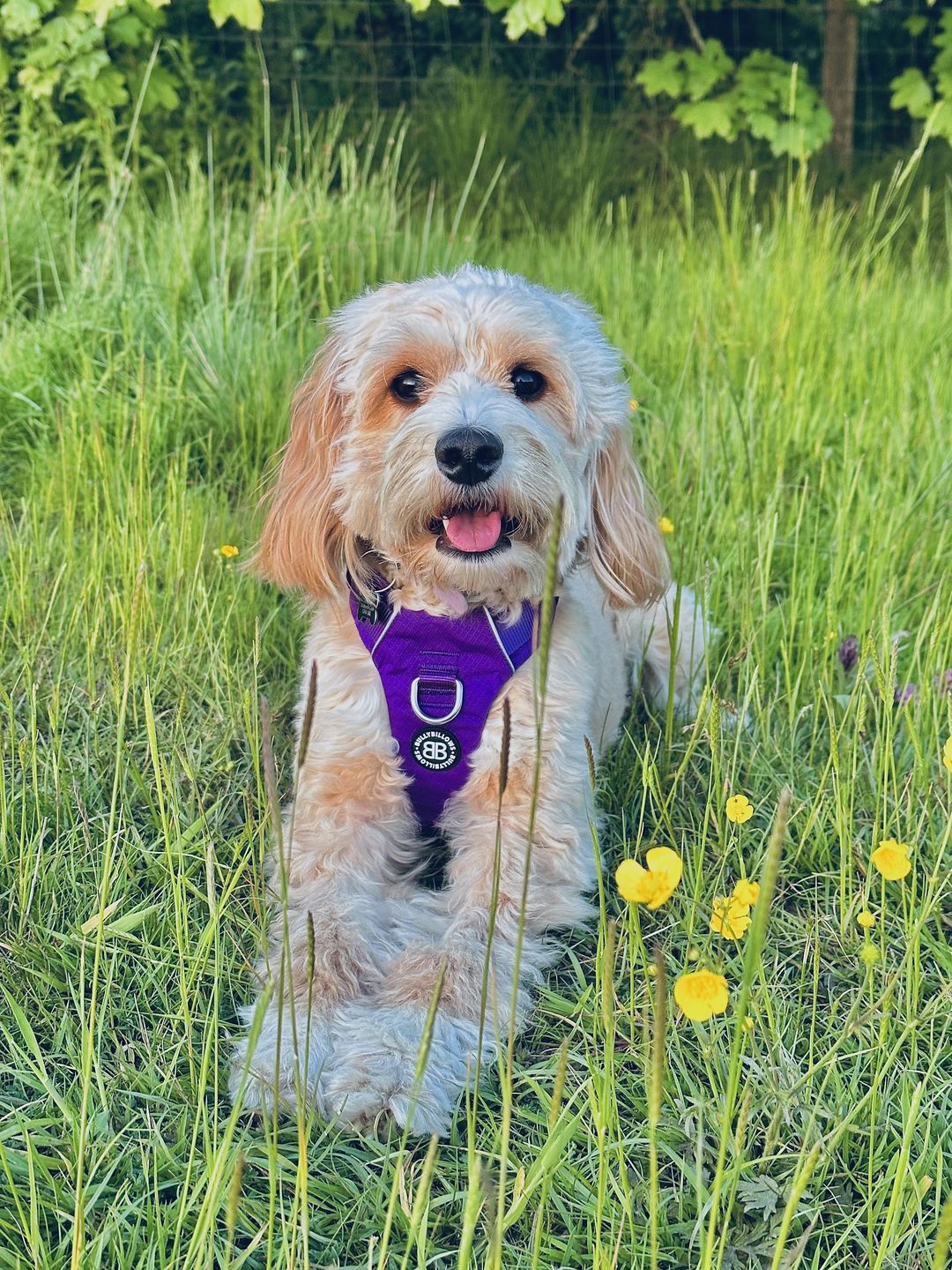 Customer photo review of Air Mesh Harness - Anti-Pull, With Handle, Non Restrictive & Adjustable - Purple