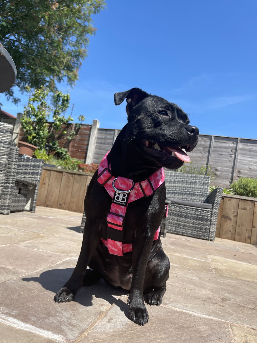 Customer photo review of TRI-Harness® | Anti-Pull, Adjustable & Durable - Dog Trainers Choice -  CAMO Bubblegum v2.0