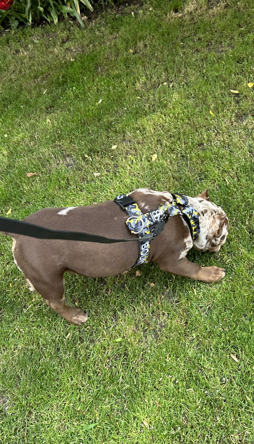 Customer photo review of TRI-Harness® | Anti-Pull, Adjustable & Durable - Dog Trainers Choice -  CAMO Lightning v2.0