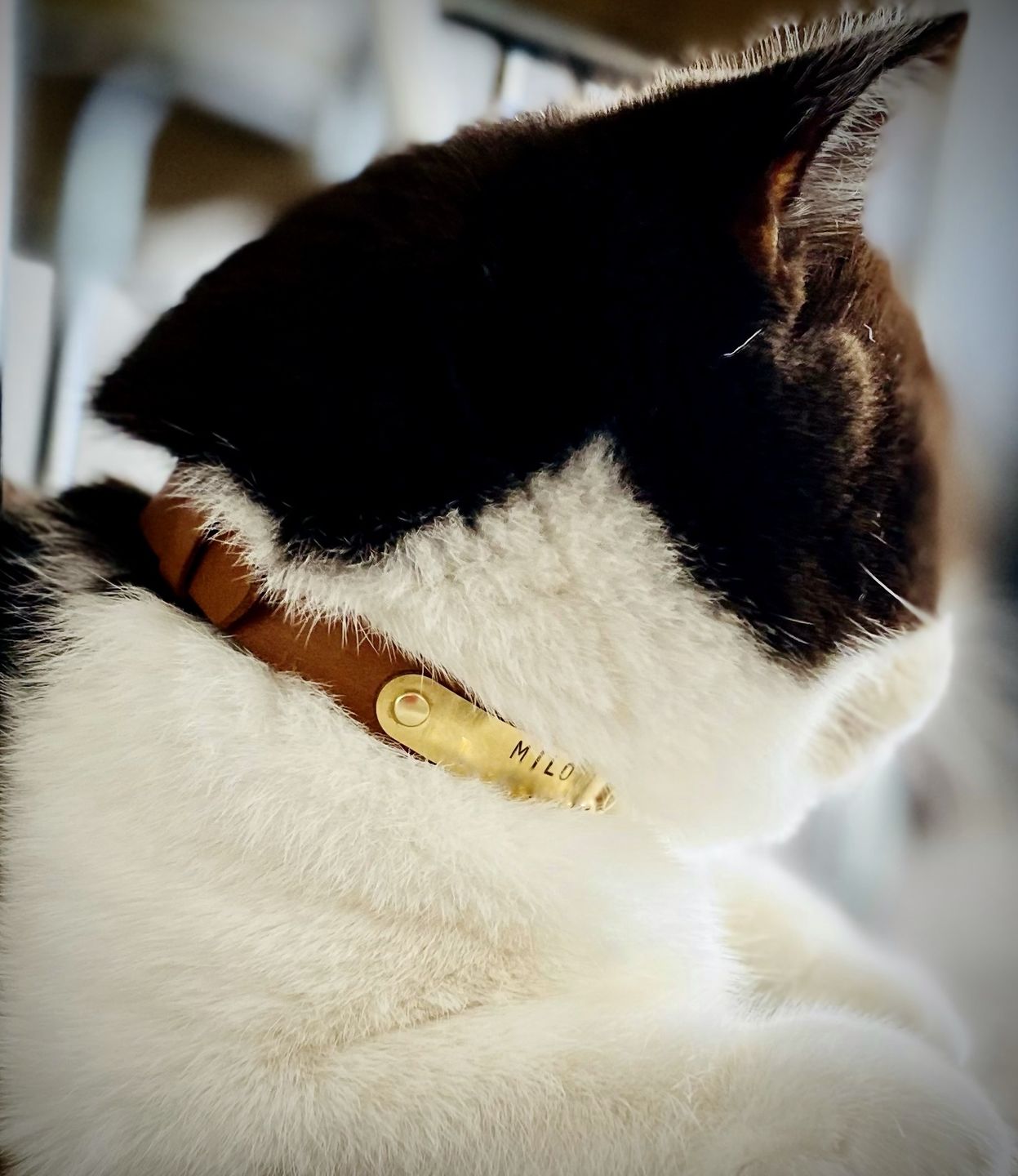 Customer photo review of Leather Cat Collar with Nameplate - Custom Sized