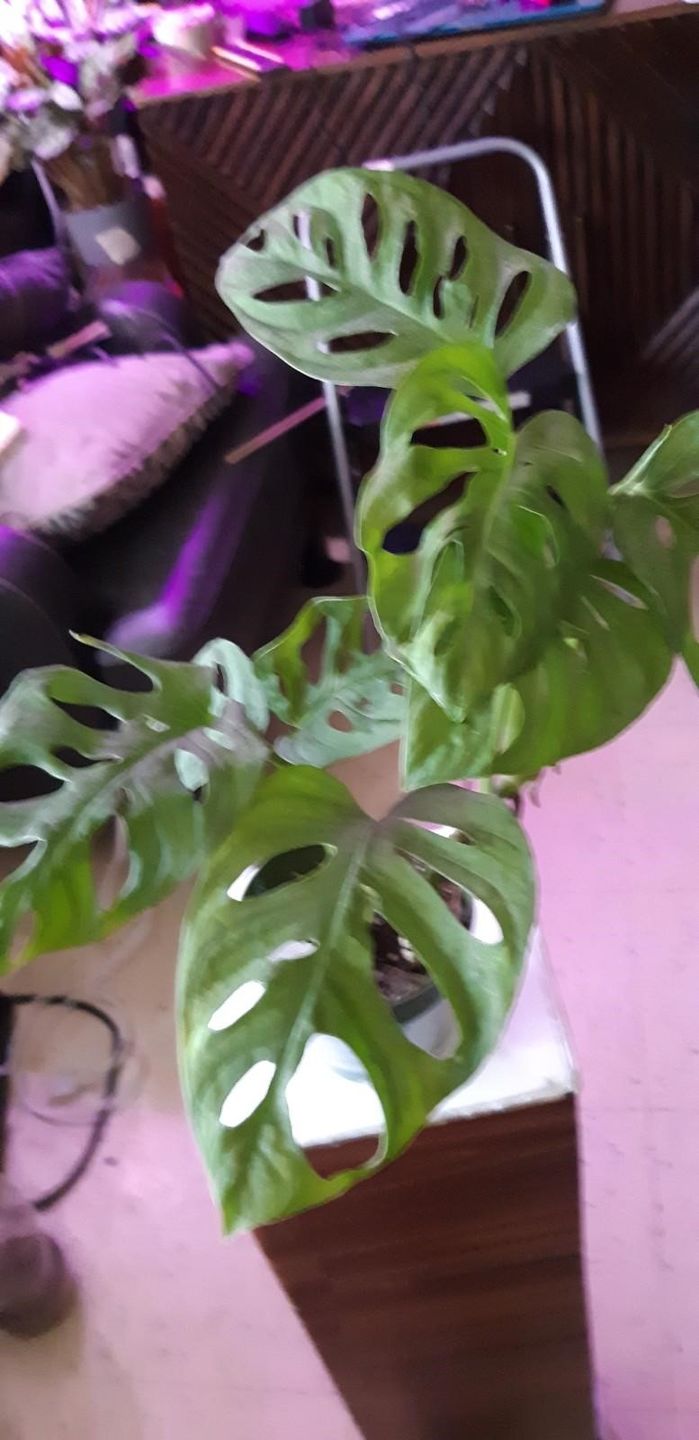 Customer photo review of Monstera adansonii Wide Leaf