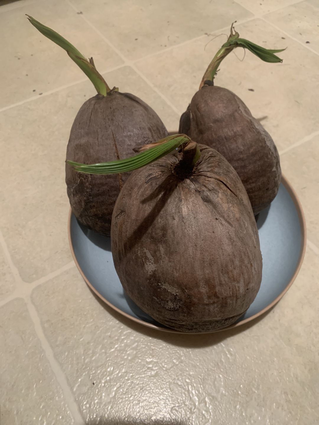 Customer photo review of Sprouted Coconut Box
