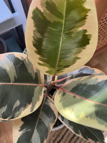 Thriving houseplant collection