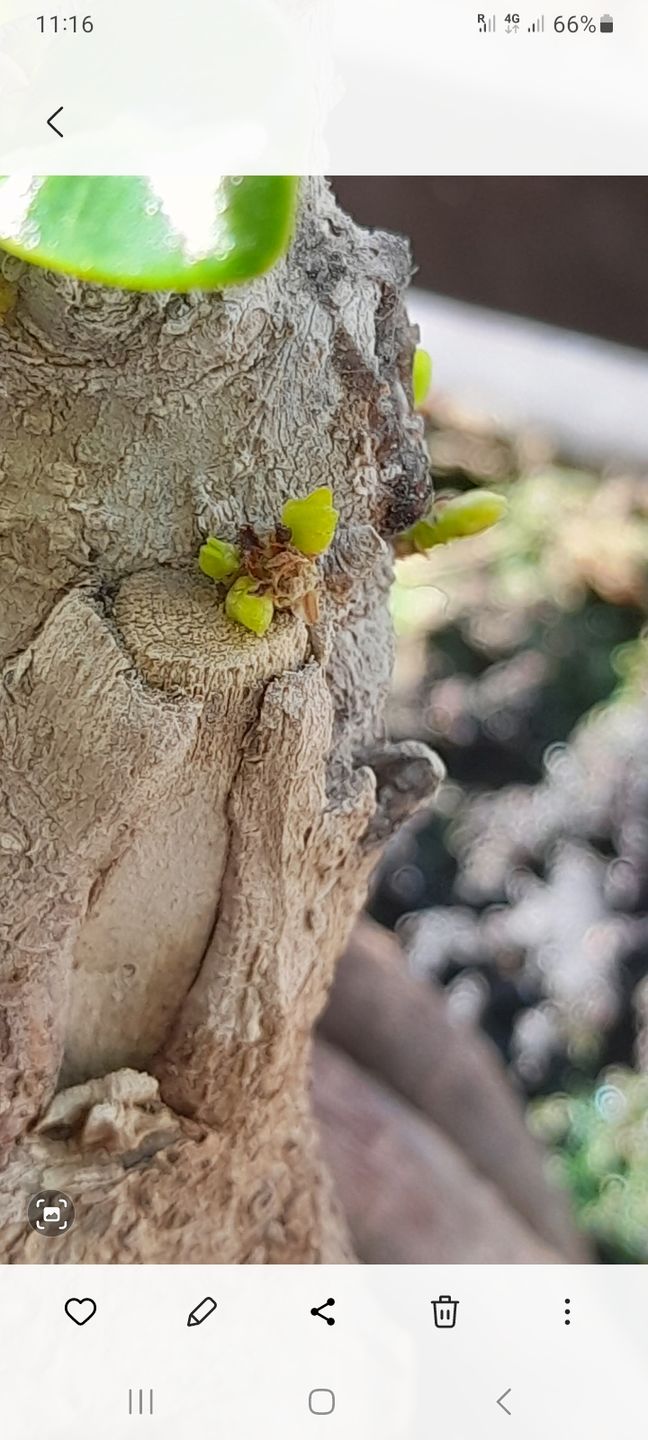 Customer photo review of NANOTEK CB® (DNA BONSAI 2.0)