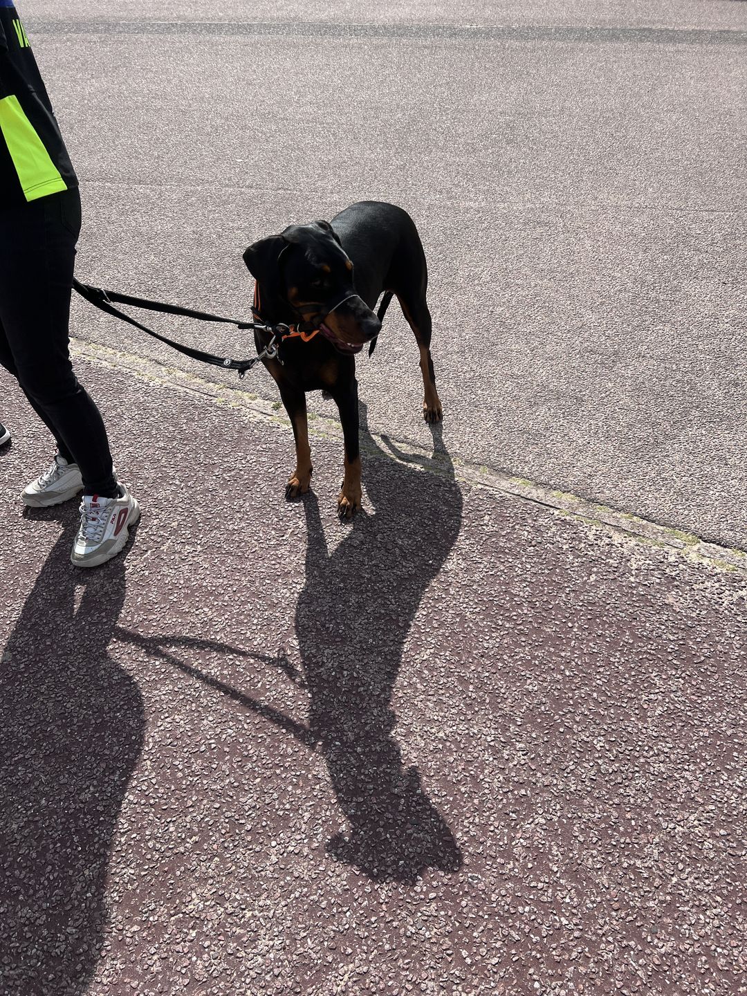 Customer photo review of Double Ended Training Lead | All Breeds - Durable & Soft 2m Lead - Black