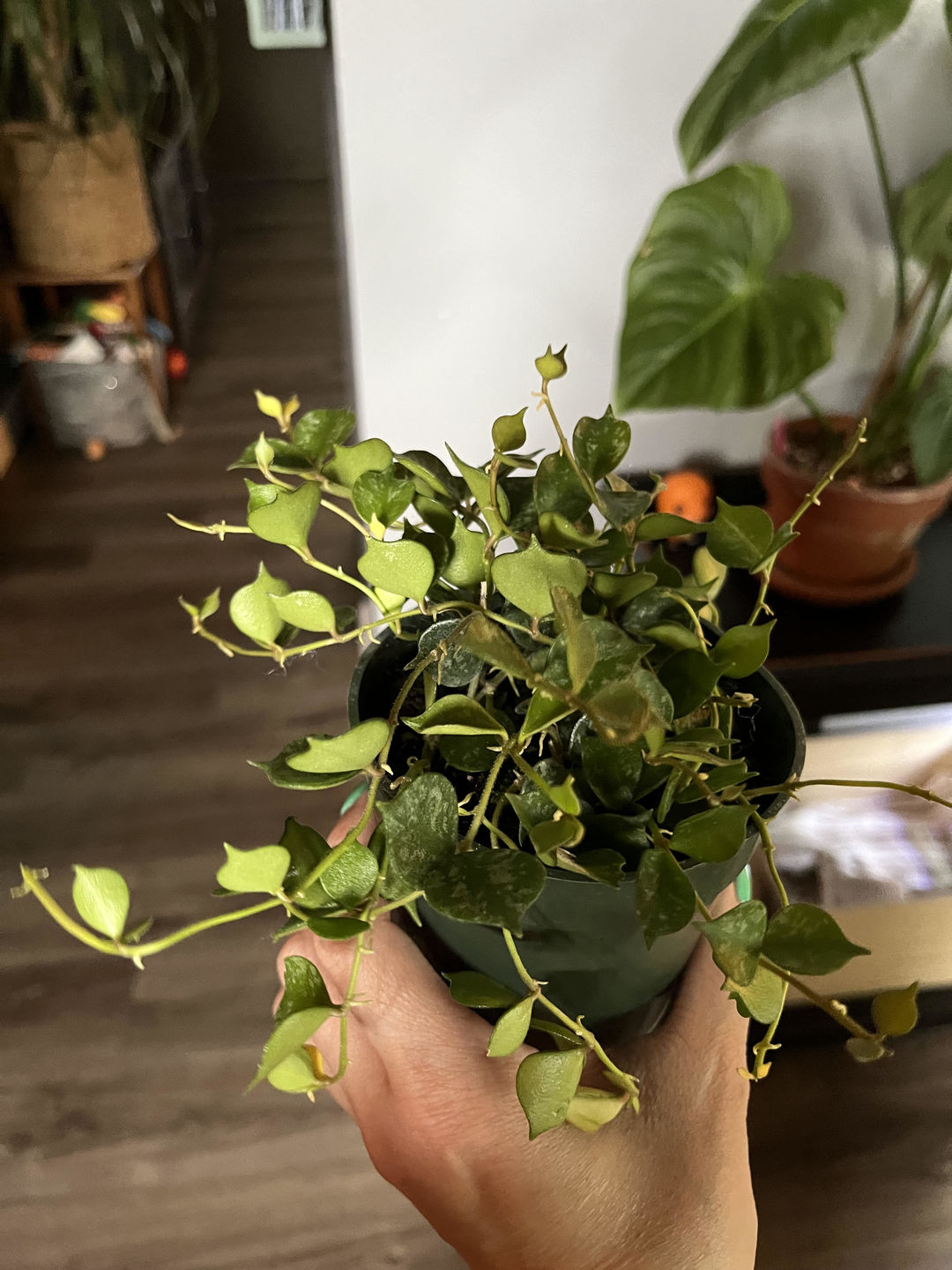 Customer photo review of Hoya curtisii