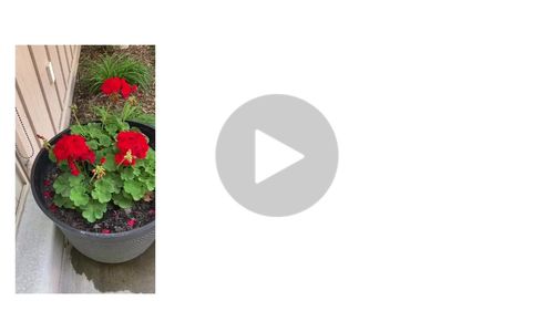 Organic vegetable garden