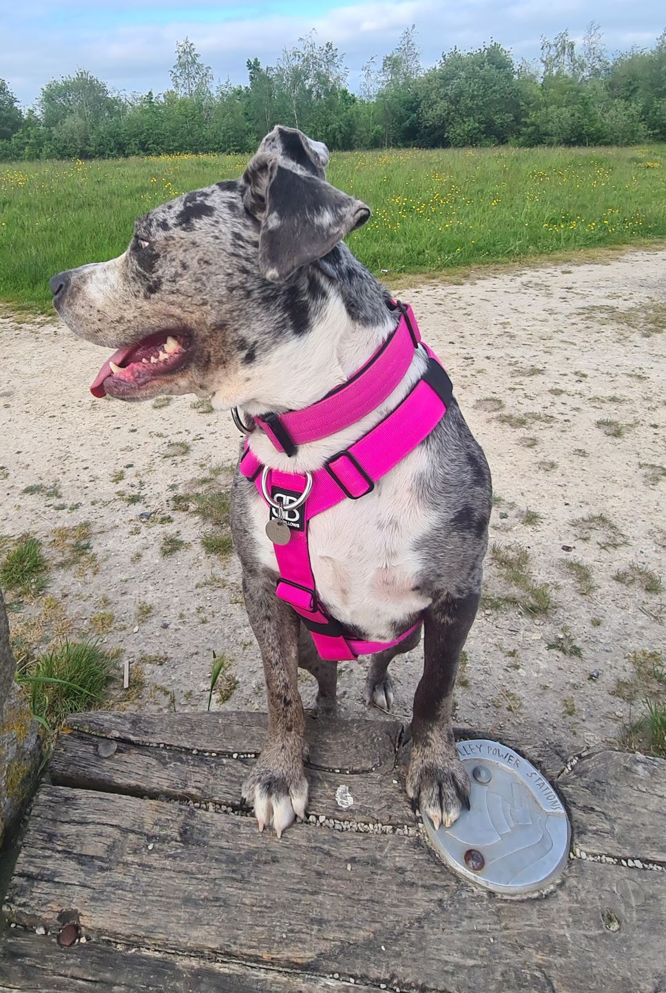Customer photo review of TRI-Harness® | Anti-Pull, Adjustable & Durable - Dog Trainers Choice - Magenta v2.0