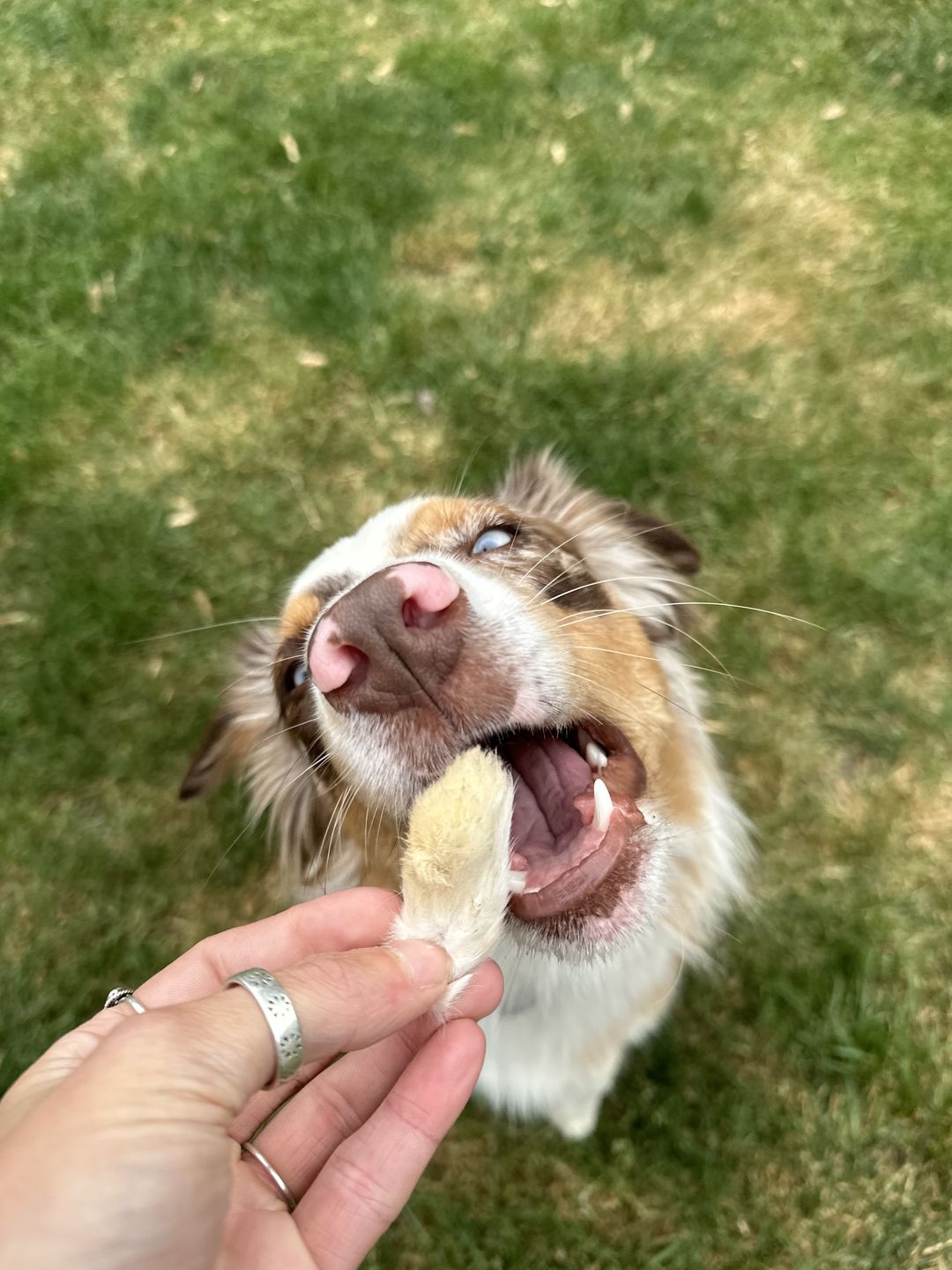 Customer photo review of Mini Rabbit Feet