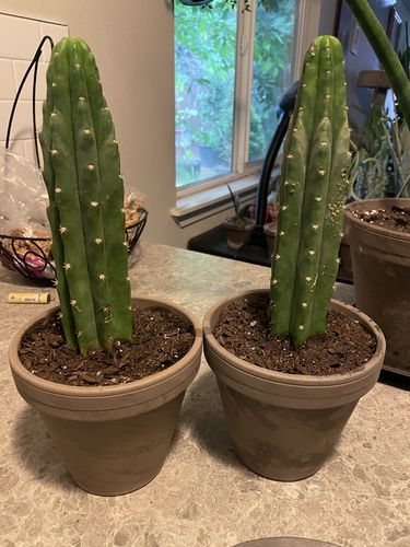 Customer photo review of San Pedro Cactus | Echinopsis pachanoi
