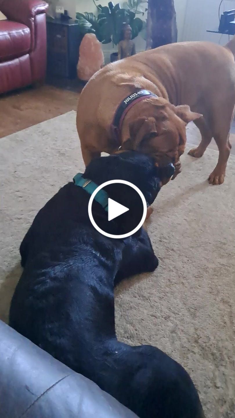 Customer video review of 5cm Combat® Collar | With Handle & Rated Clip - Light Blue v2.0