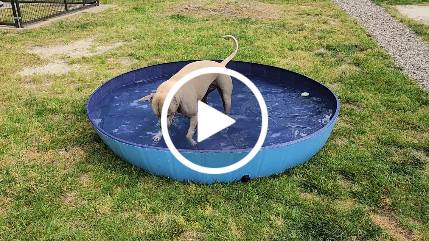 Customer video review of NEW Pop-Up Foldable Outdoor Dog Bath & Swimming Pool With Side Drain (+FREE POOL COVER!)