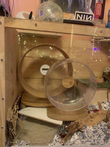 Customer photo review of Niteangel Silent Hamster Exercise Wheel: Dual-Bearing Quiet Spinning Acrylic Hamster Running Wheel for Dwarf Hamster Gerbils Mice Degus Or Other Small Animals