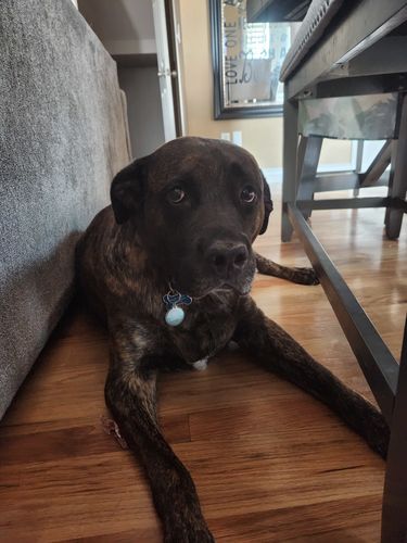 Customer photo review of Explorer