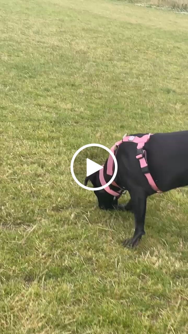 Customer video review of TRI-Harness® | Anti-Pull, Adjustable & Durable - Dog Trainers Choice -  Pink v2.0