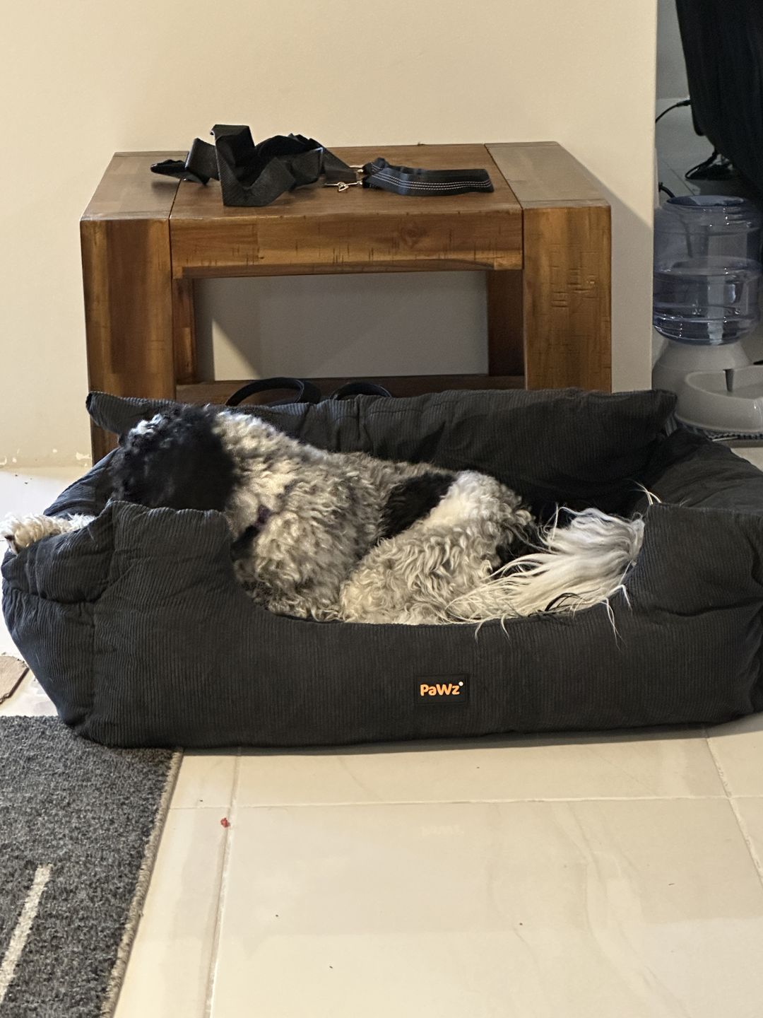 Customer photo review of PaWz Dog Car Booster Seat