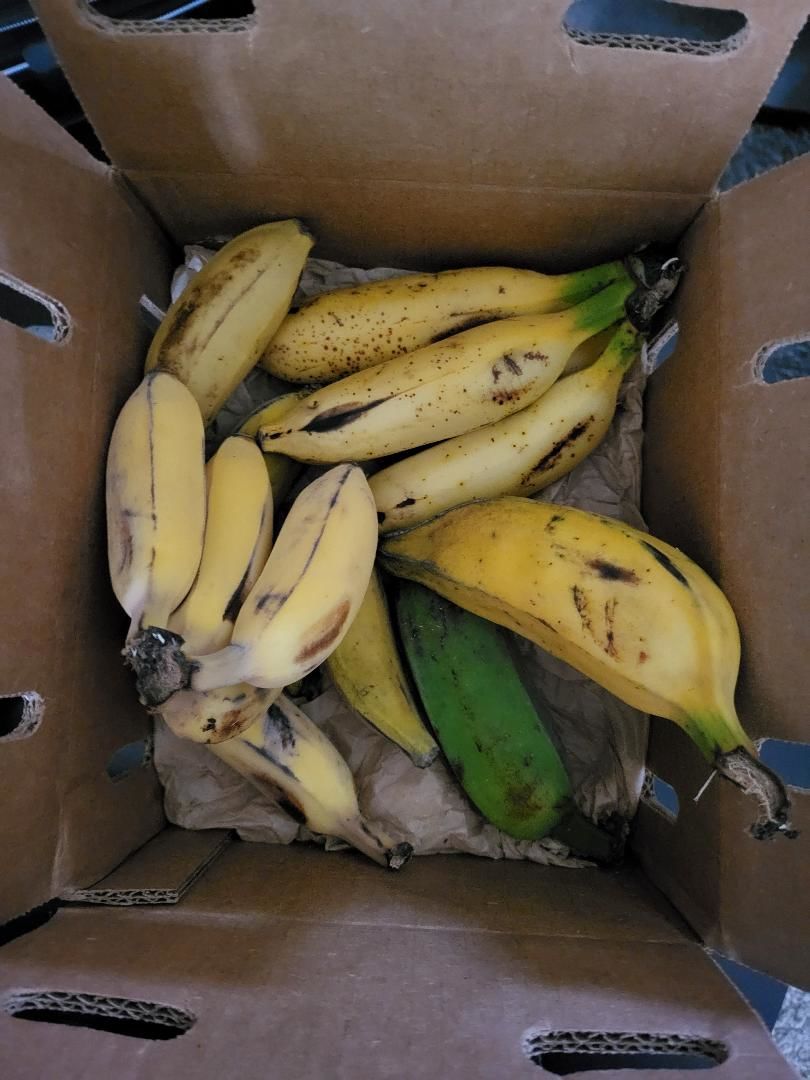 Customer photo review of Banana Variety Box