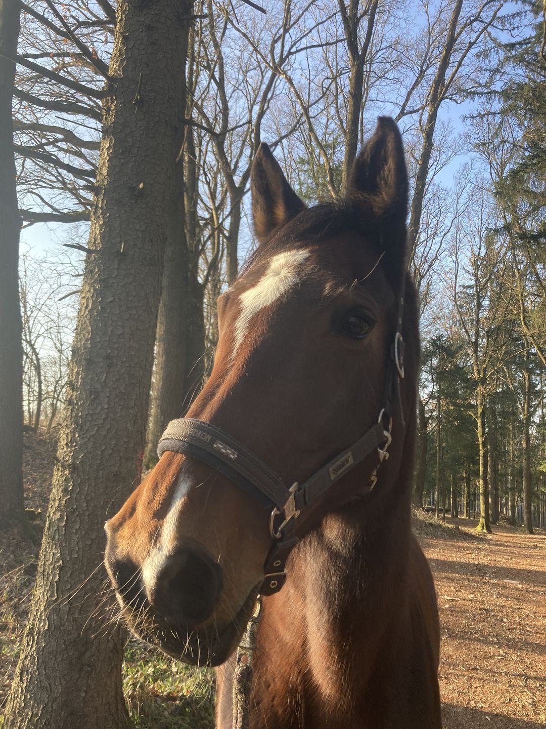 Customer photo review of Kristallkraft Femmina