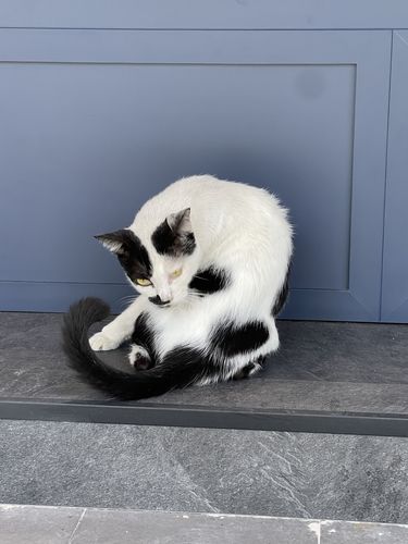 Customer photo review of Stronghold Plus For Large Cats 11 lbs to 22 lbs (5-10kg)