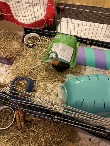 Customer photo review of Timothy Hay Box 'Coarse Cut'