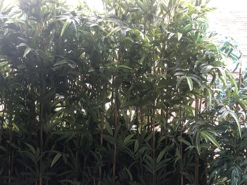 Customer photo review of Bamboe Kunstplant 240cm