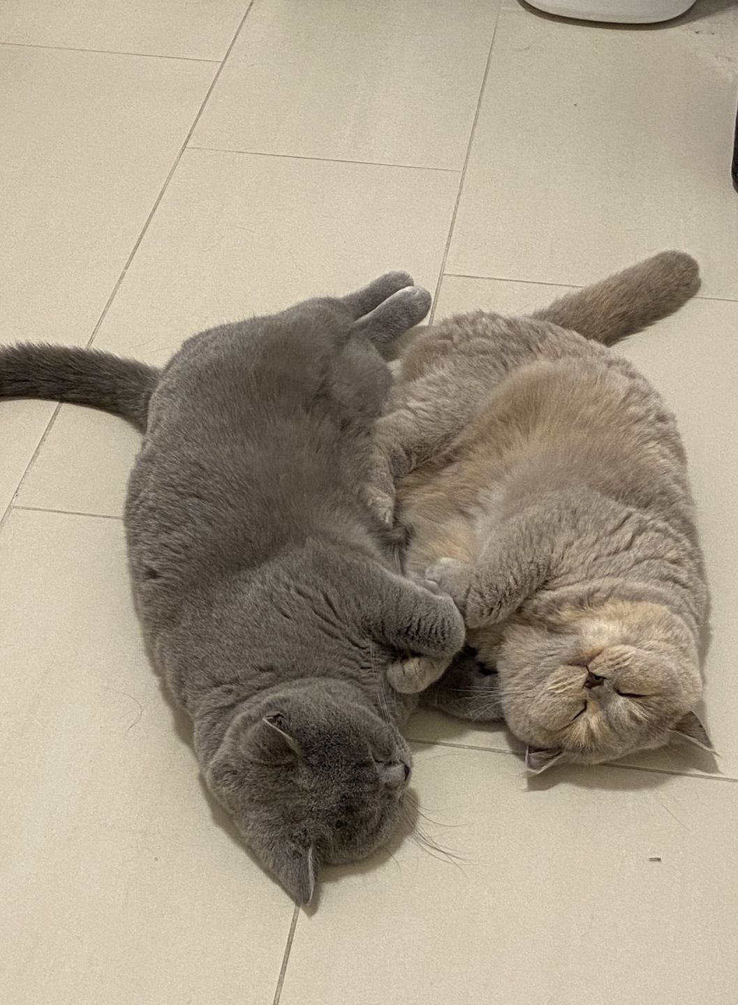 Customer photo review of Wurmtest Pro Katze
