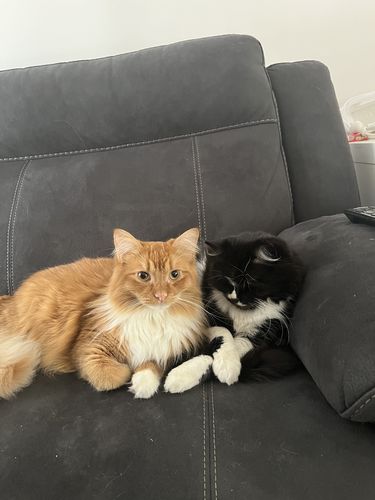 Customer photo review of Michu Tofu Cat Litter Gen2 - Odour-Free and Natural Clumping - Based Formula for Easy Cleanup - Classic Packaging