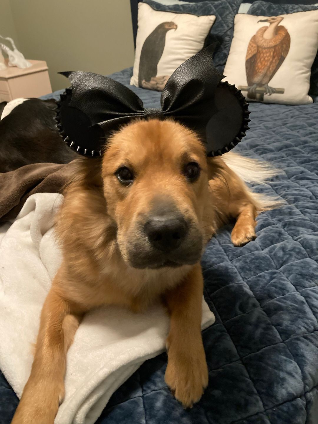 Customer photo review of Bat Bow Spikes Mickey Ears