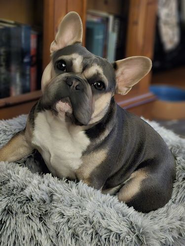 Customer photo review of DoggieBalm Manuka