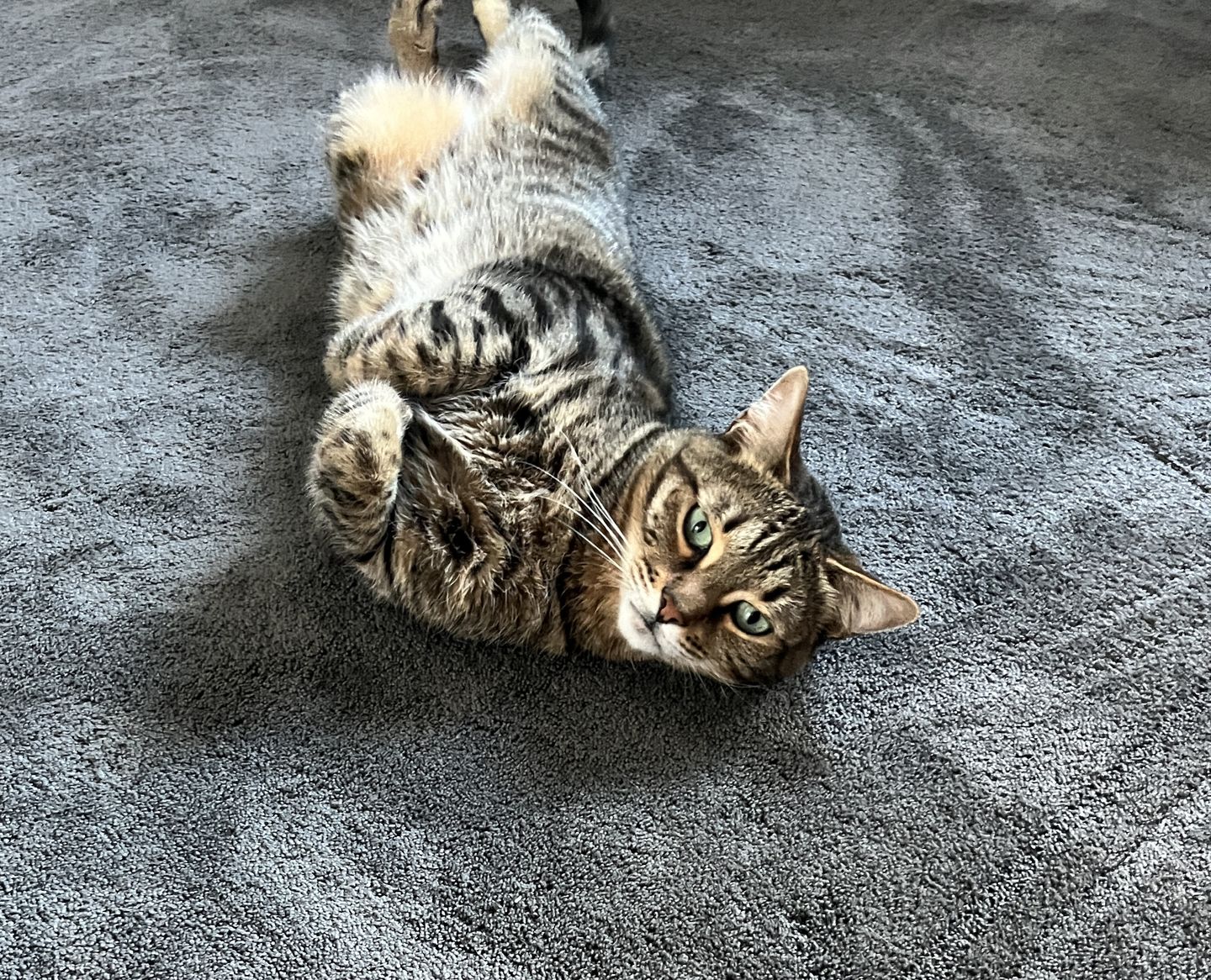 Customer photo review of Allergietest Pro Katze