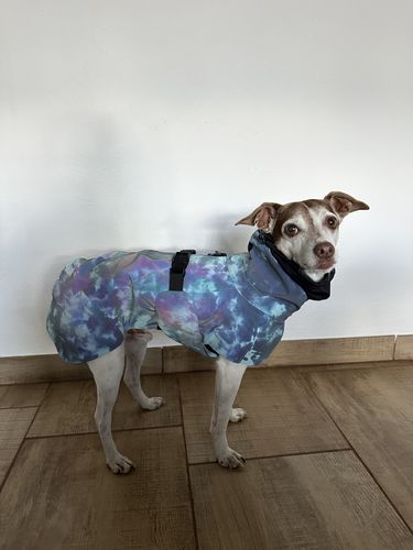 Customer photo review of Visibility Raincoat Lite Petrol dye for Dogs