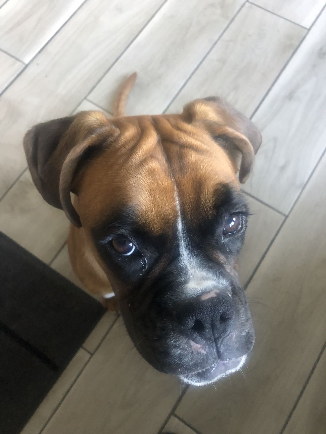 Customer photo review of Gps Dog Fence