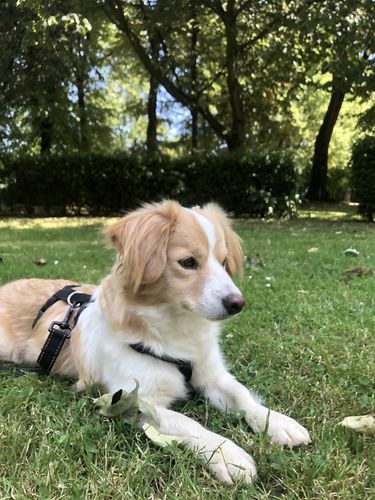 Customer photo review of Premium Sicherheitsgeschirr gepolstert, Panikgeschirr