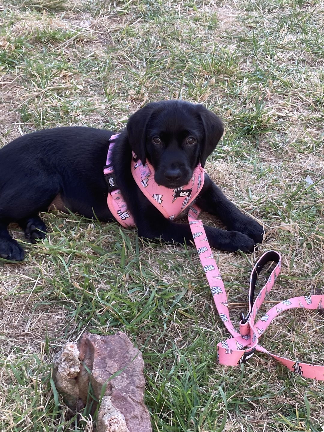 Customer photo review of Adjustable Dog Harness - Lightning Zoomies
