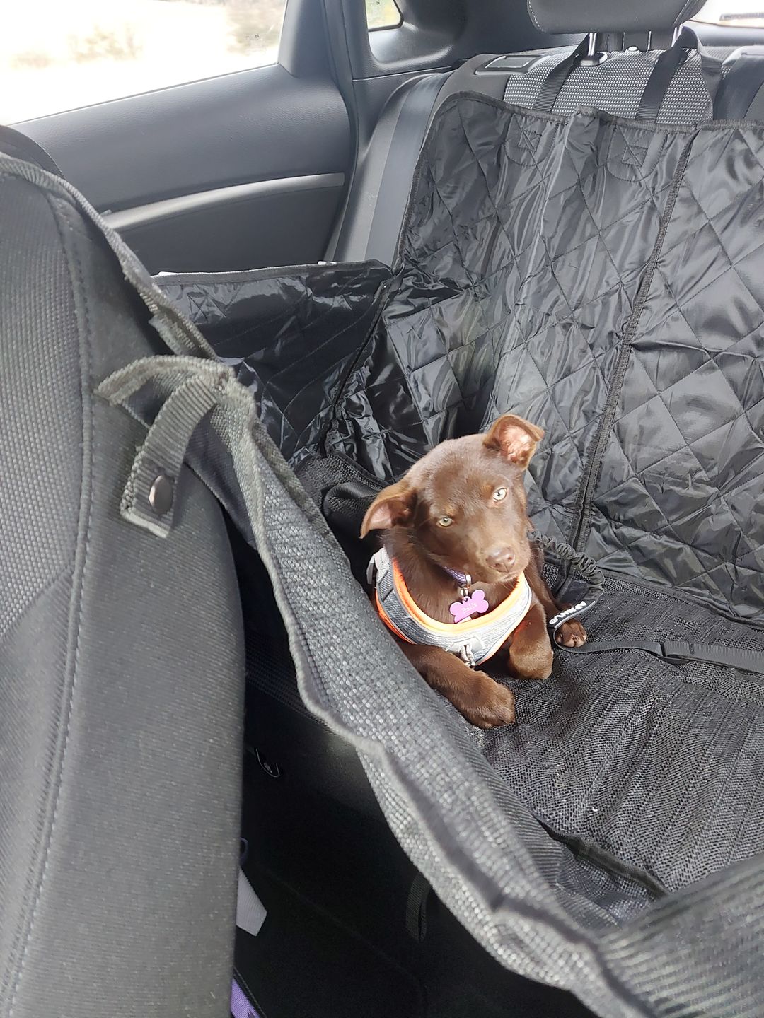 Customer photo review of 4-in-1 Dog Car Seat Cover