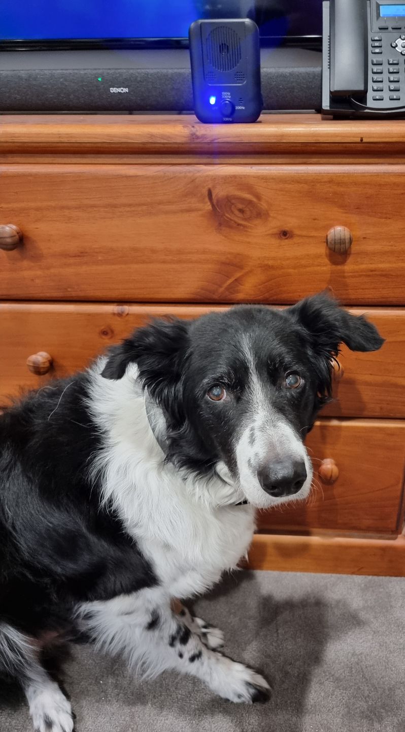 Customer photo review of Dog Bark Silencer